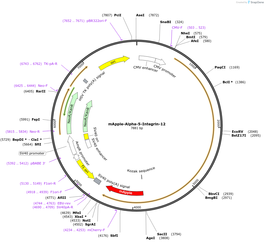 54864-plasmid-map-sequence-id-260200