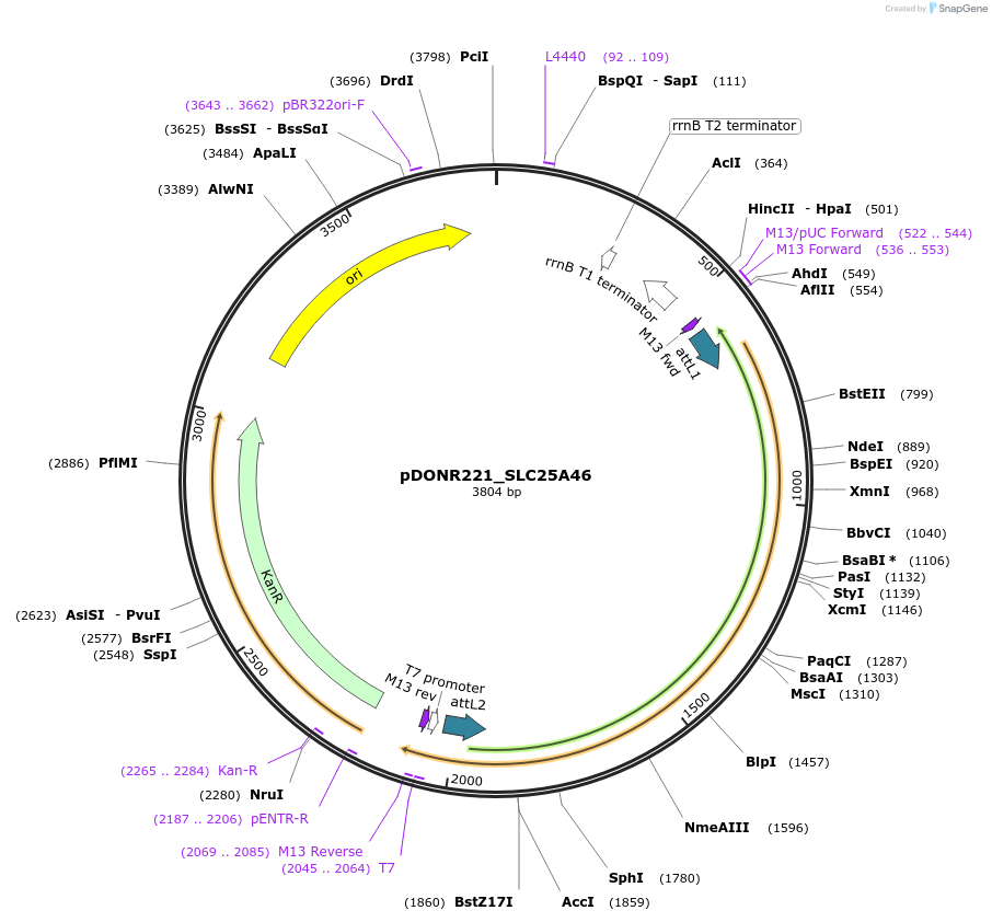 131971-plasmid-map-sequence-id-260202