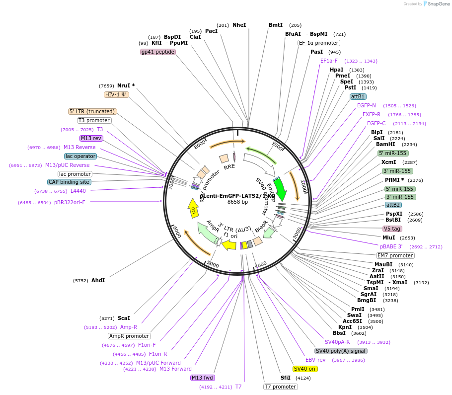 52085-plasmid-map-sequence-id-260205