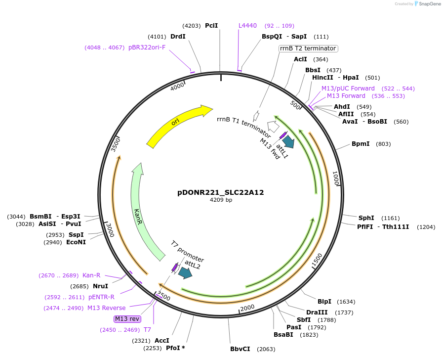 131975-plasmid-map-sequence-id-260206