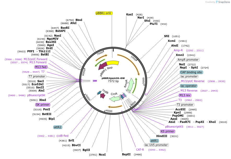 126929-plasmid-map-sequence-id-260209