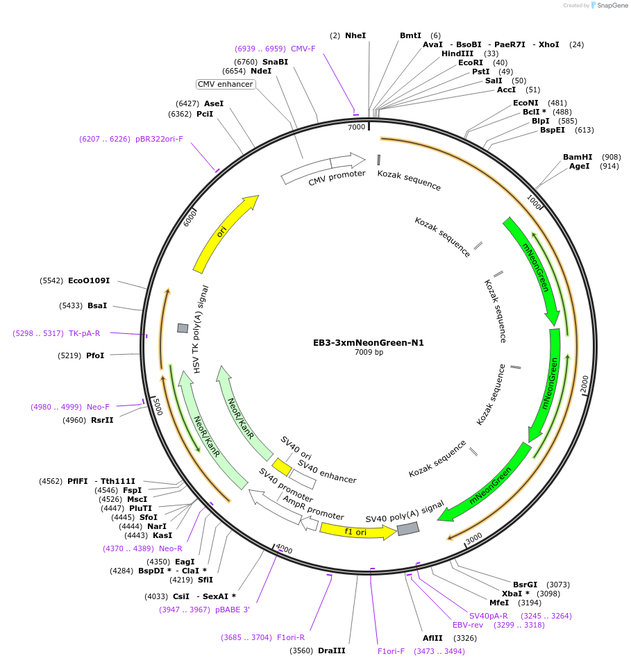 129605-plasmid-map-sequence-id-260211