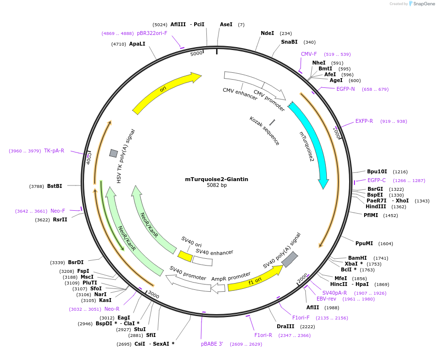 129630-plasmid-map-sequence-id-260212