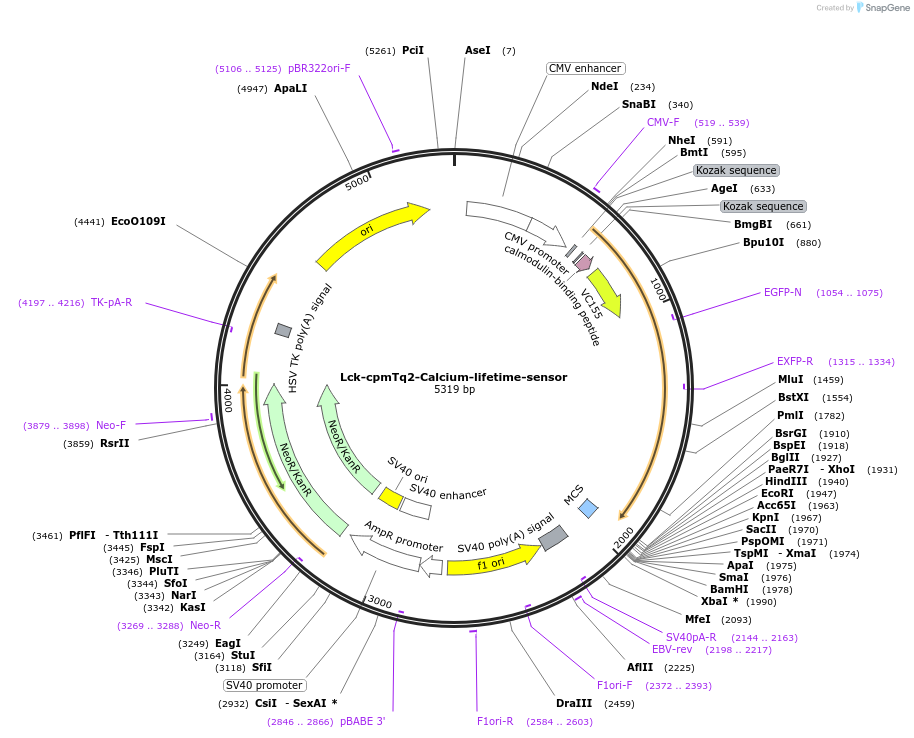 129627-plasmid-map-sequence-id-260214