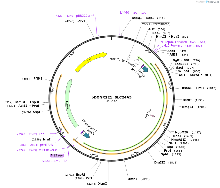 131978-plasmid-map-sequence-id-260215