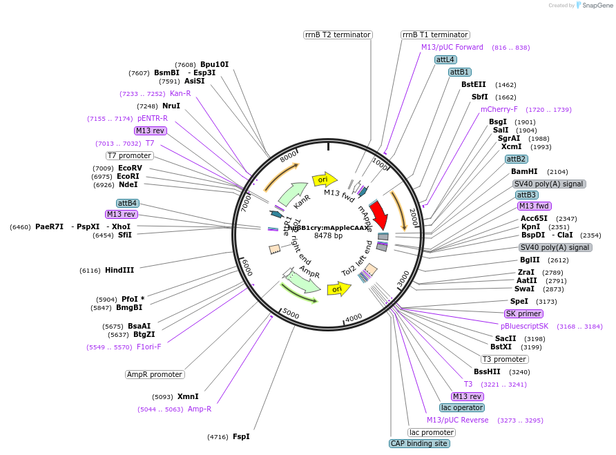 122451-plasmid-map-sequence-id-260217