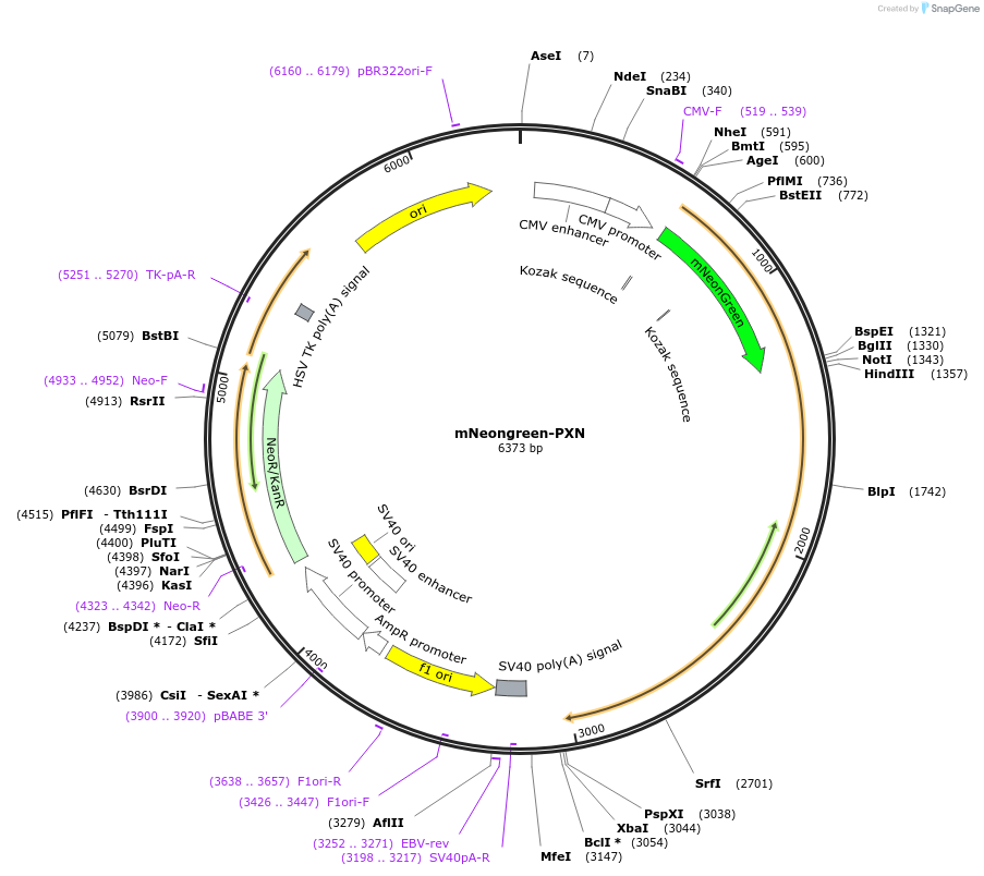 129604-plasmid-map-sequence-id-260227