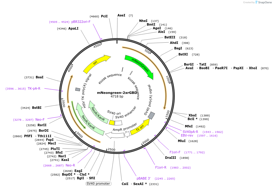 129624-plasmid-map-sequence-id-260228
