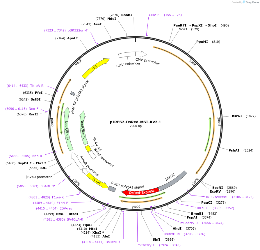 131707-plasmid-map-sequence-id-260246