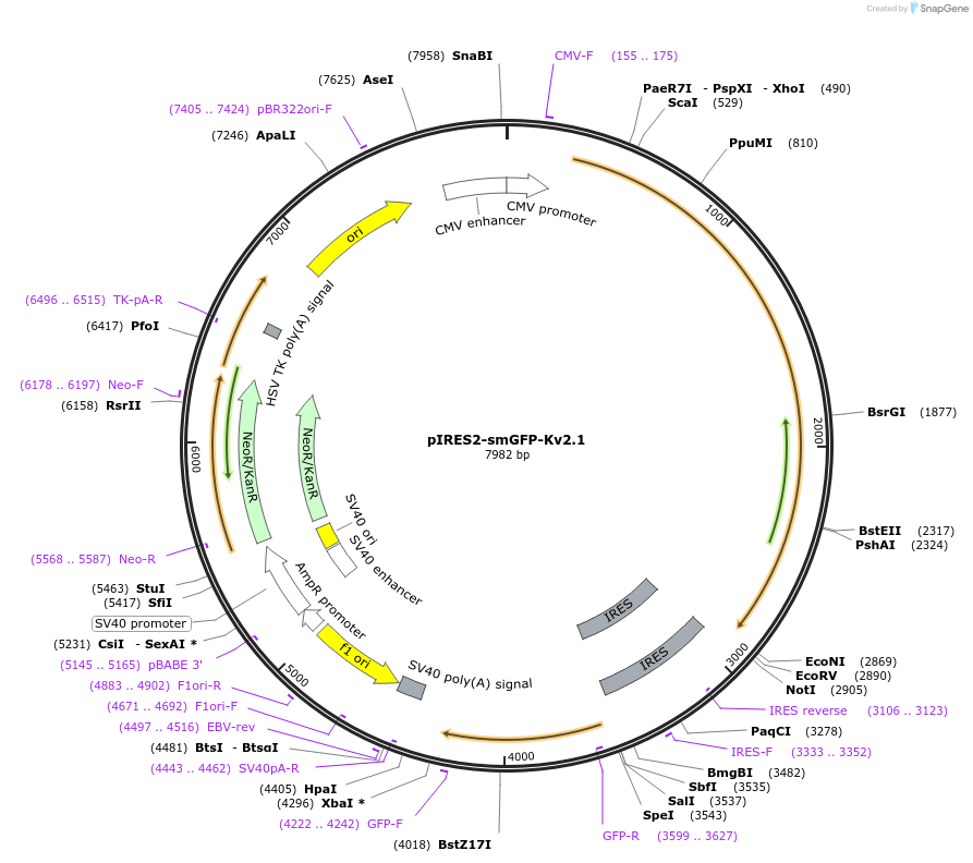 131709-plasmid-map-sequence-id-260247