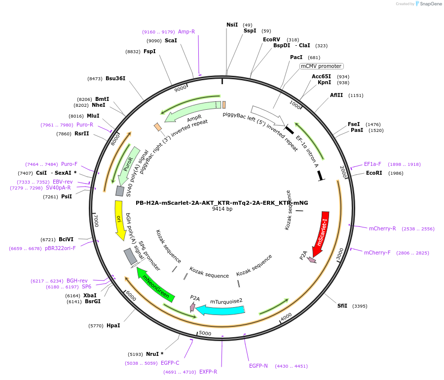 129632-plasmid-map-sequence-id-260250