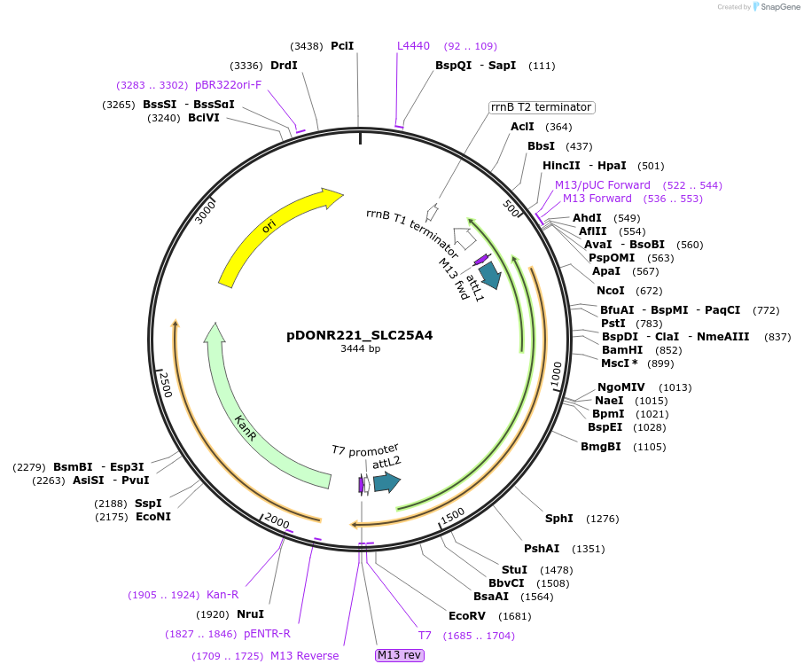 131982-plasmid-map-sequence-id-260257