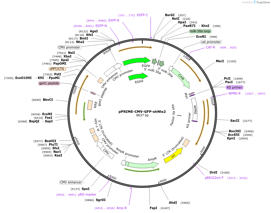 132714-plasmid-map-sequence-id-260401