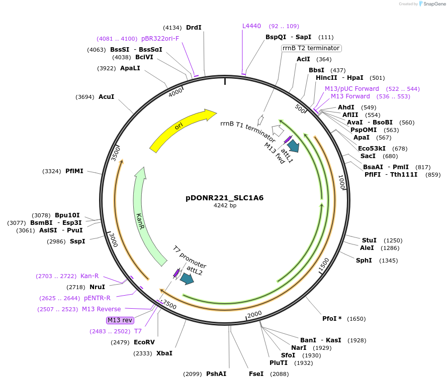 131986-plasmid-map-sequence-id-260402