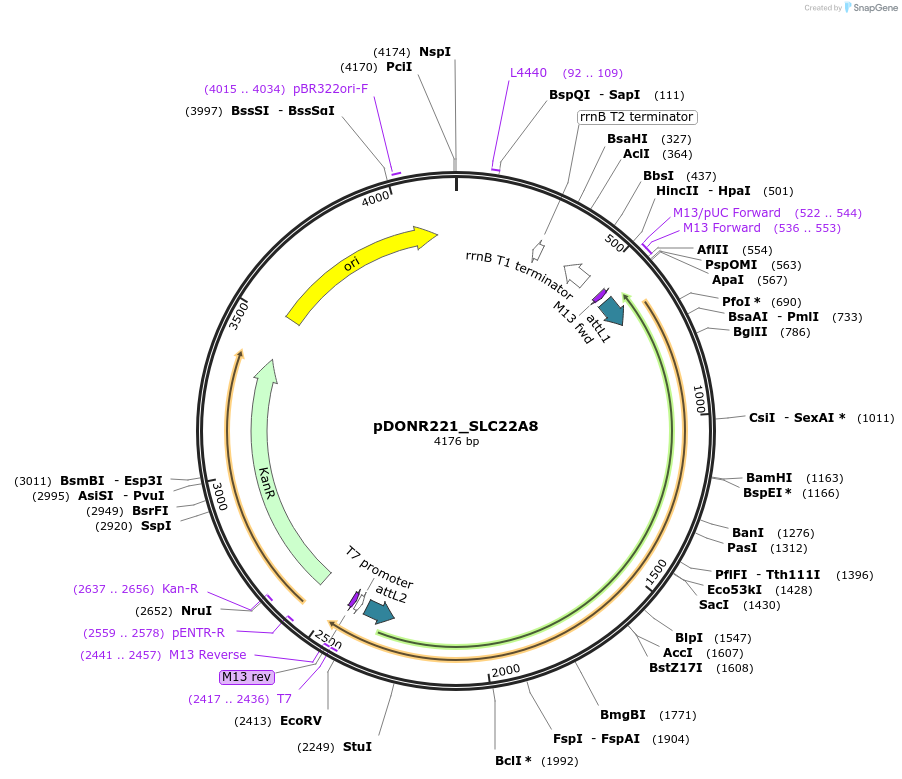 131989-plasmid-map-sequence-id-260408