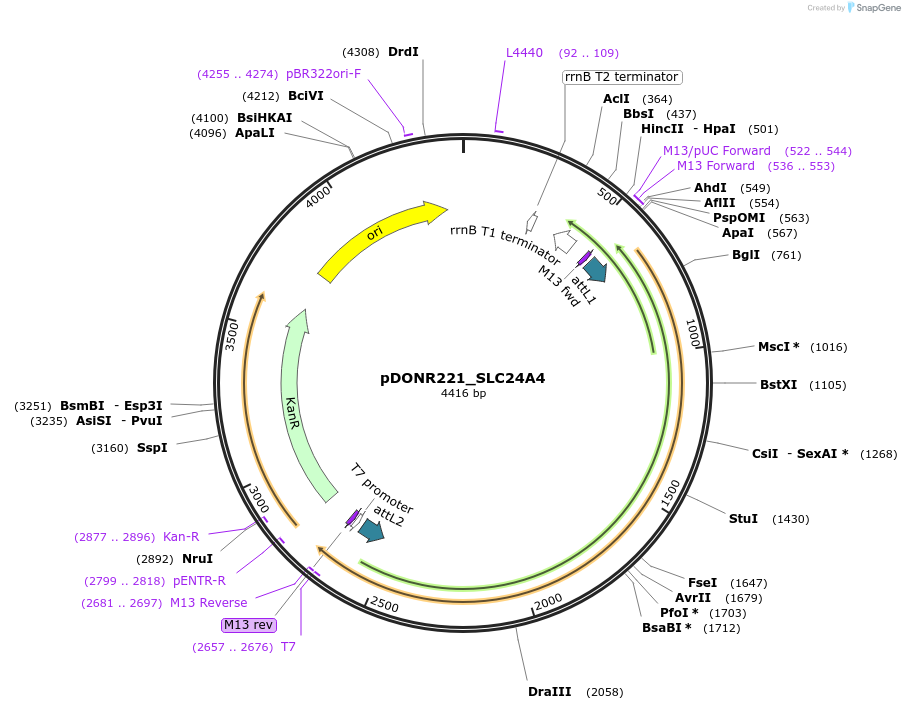 131990-plasmid-map-sequence-id-260409