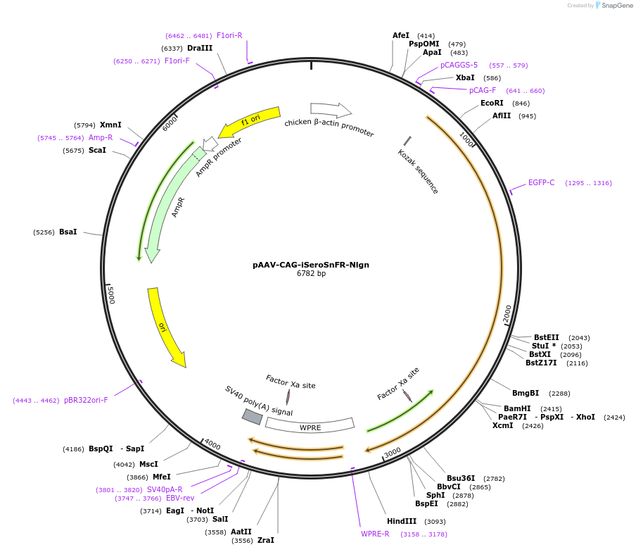 128485-plasmid-map-sequence-id-260414