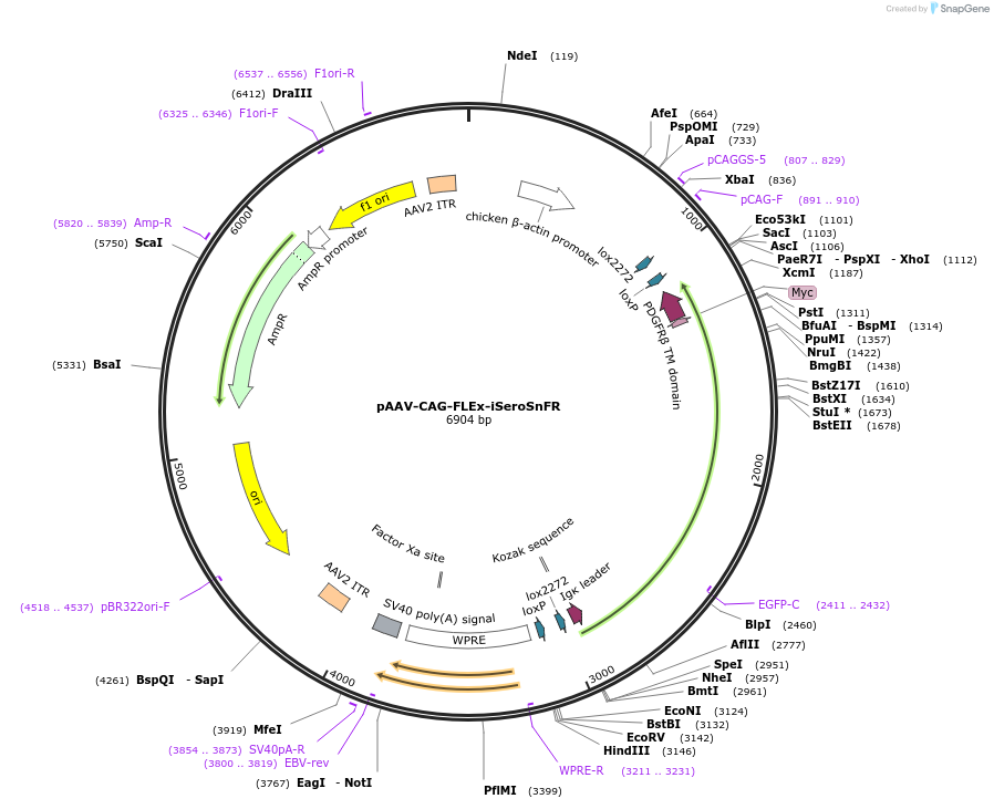 128486-plasmid-map-sequence-id-260416