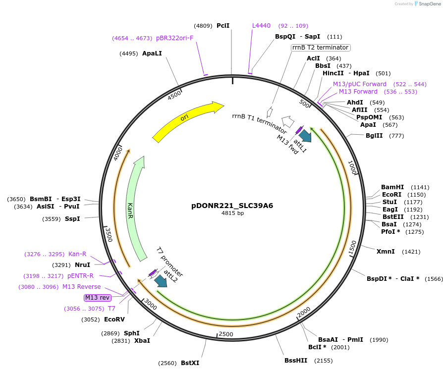 132153-plasmid-map-sequence-id-260428