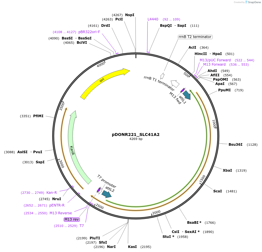 132154-plasmid-map-sequence-id-260431