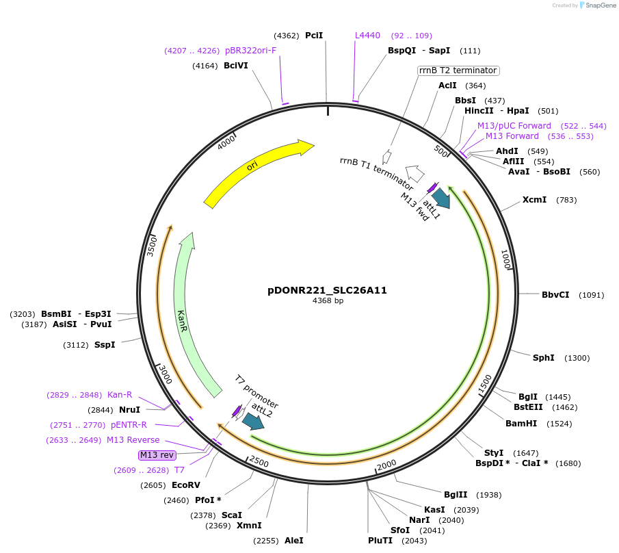 131996-plasmid-map-sequence-id-260433