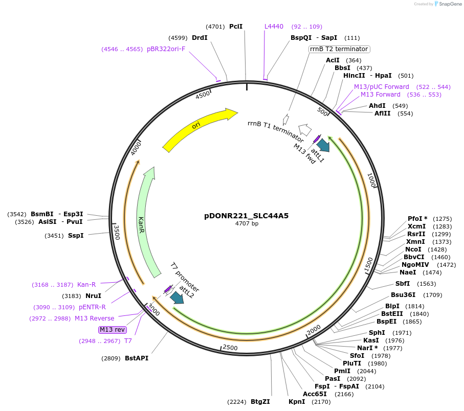 132155-plasmid-map-sequence-id-260434