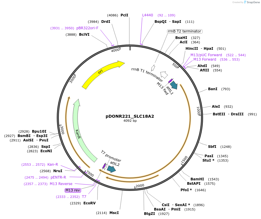 131997-plasmid-map-sequence-id-260438
