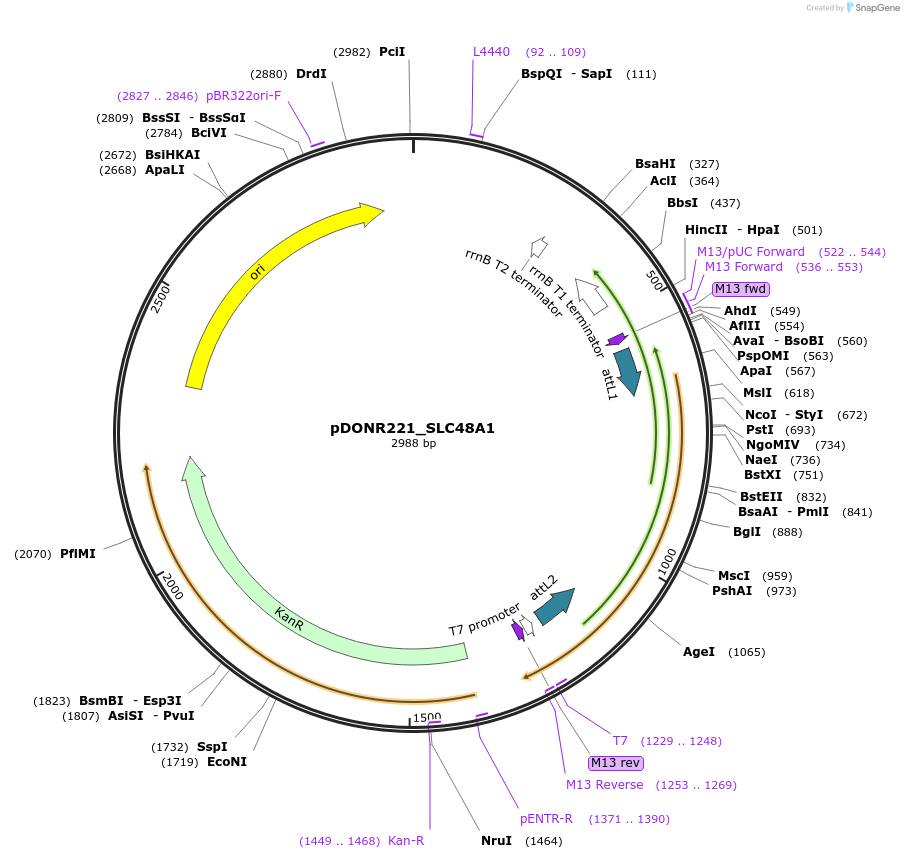 132156-plasmid-map-sequence-id-260440