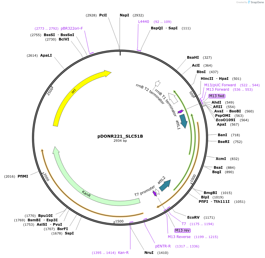 132157-plasmid-map-sequence-id-260441