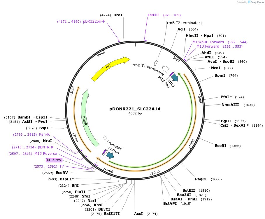 131999-plasmid-map-sequence-id-260444