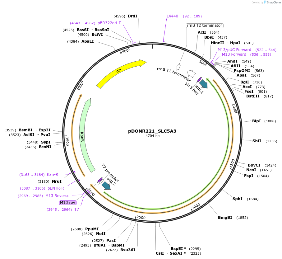 132158-plasmid-map-sequence-id-260445