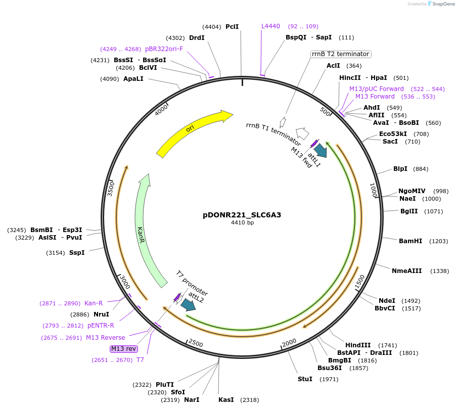 132160-plasmid-map-sequence-id-260449