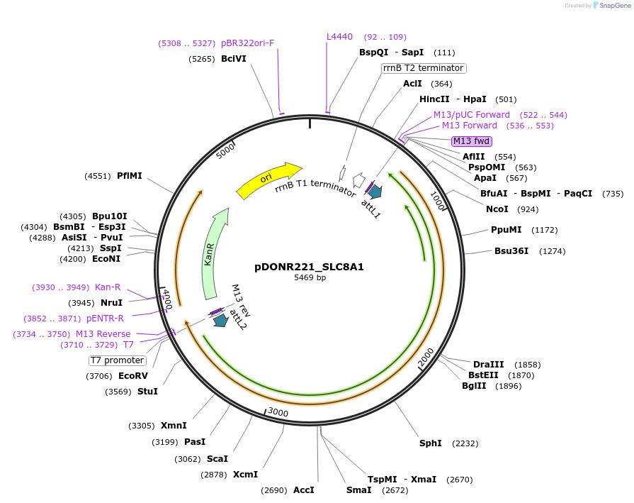 132162-plasmid-map-sequence-id-260456