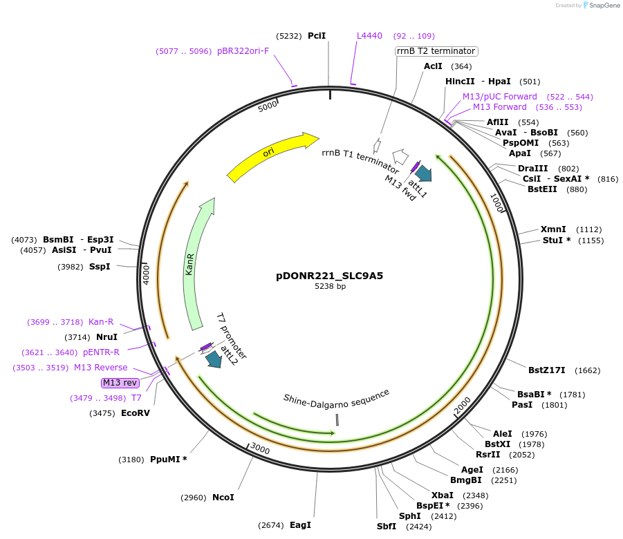 132163-plasmid-map-sequence-id-260461