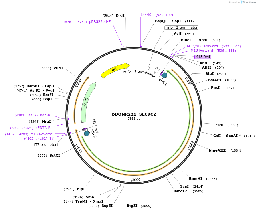 132164-plasmid-map-sequence-id-260462