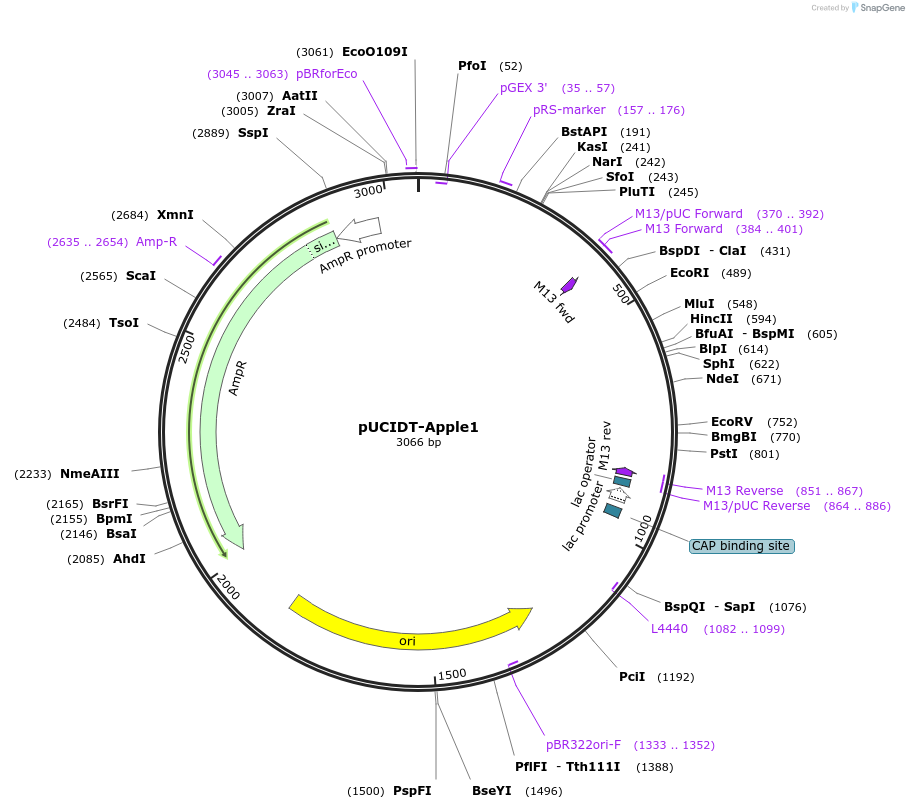 132749-plasmid-map-sequence-id-260600