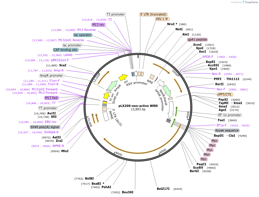 125788-plasmid-map-sequence-id-260641