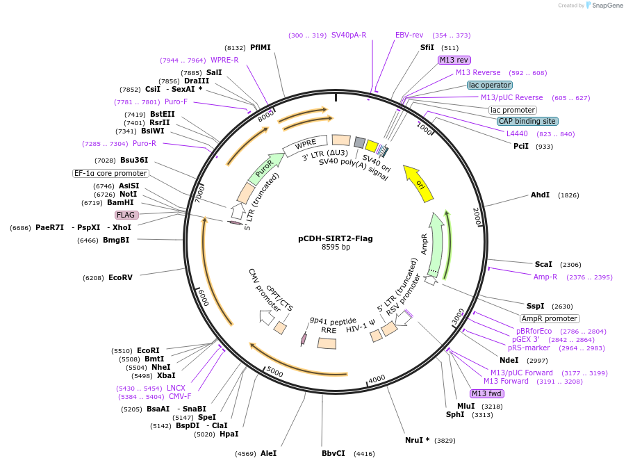 102624-plasmid-map-sequence-id-260645
