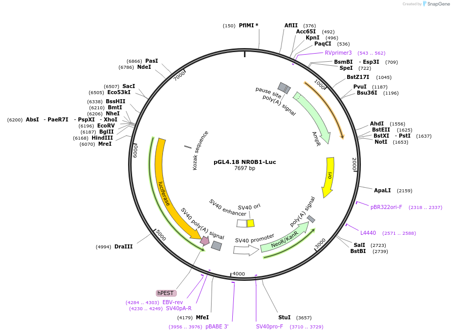 100983-plasmid-map-sequence-id-260666