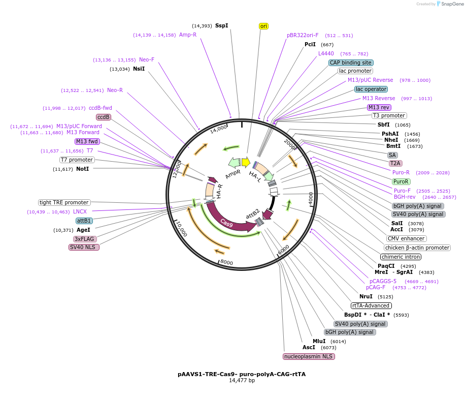 107270-plasmid-map-sequence-id-260738