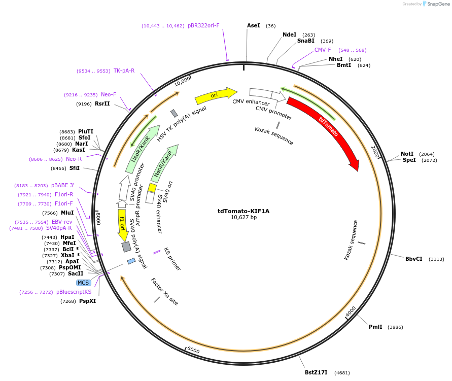 102850-plasmid-map-sequence-id-260749