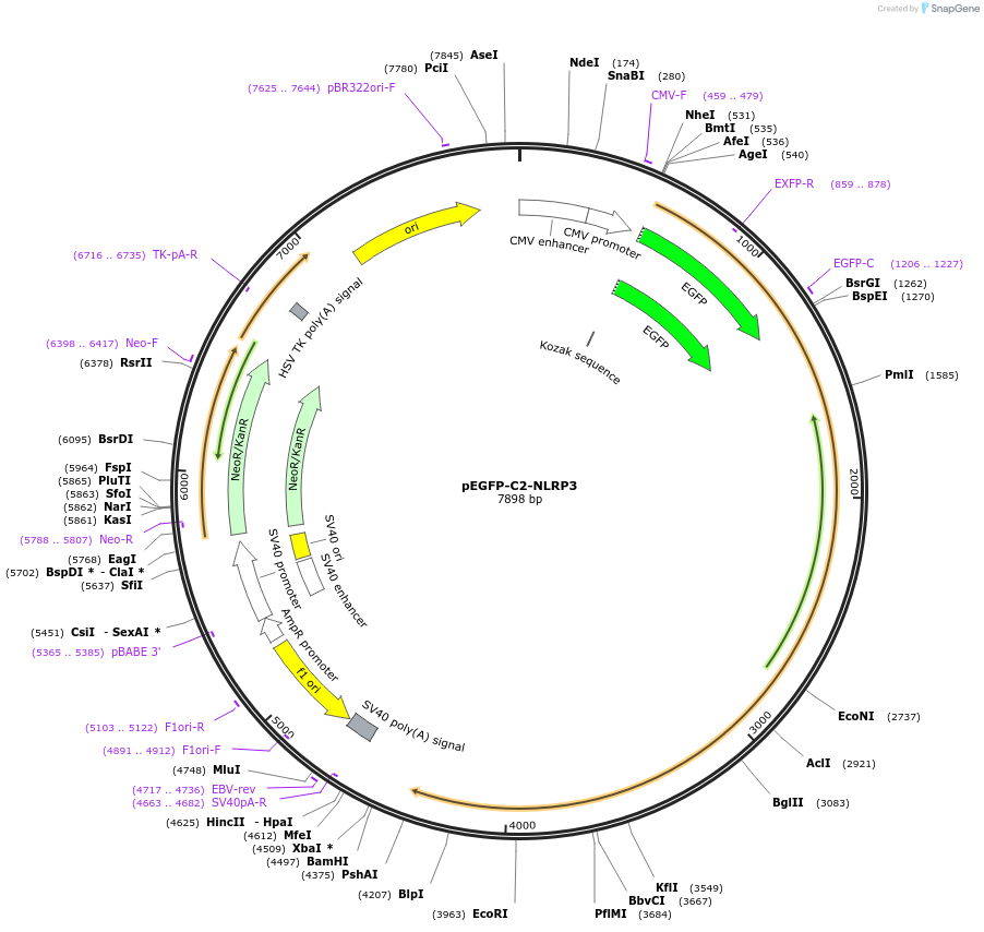 73955-plasmid-map-sequence-id-260776