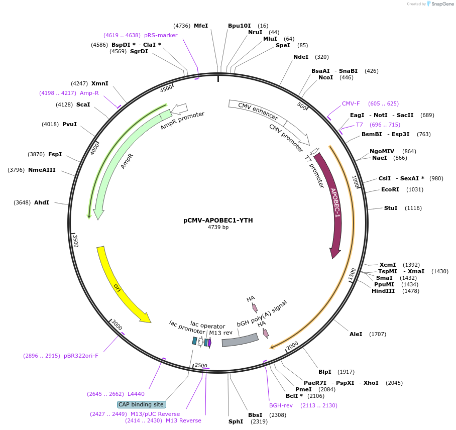 131636-plasmid-map-sequence-id-260783