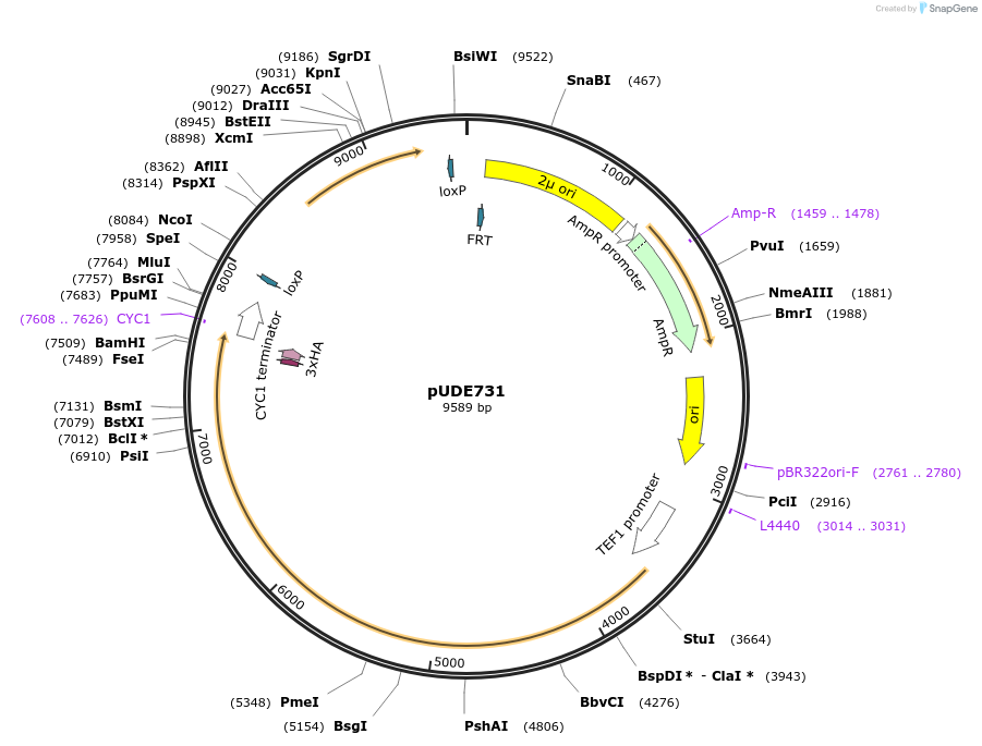 103008-plasmid-map-sequence-id-260825
