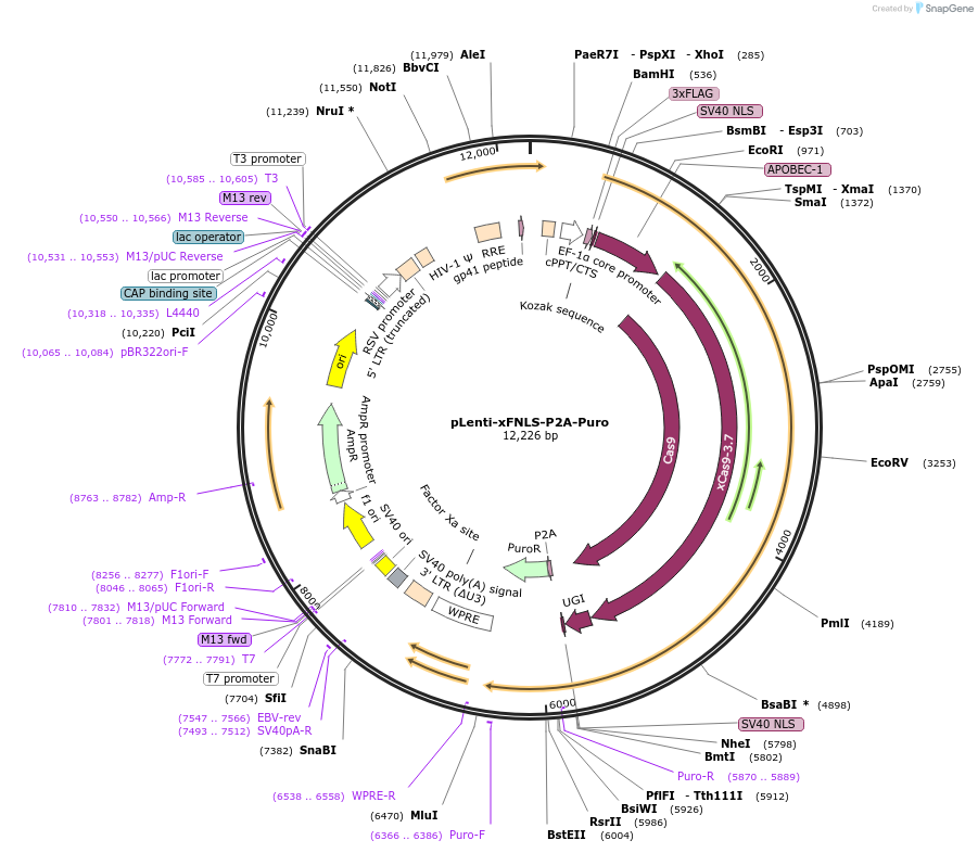 110872-plasmid-map-sequence-id-260830