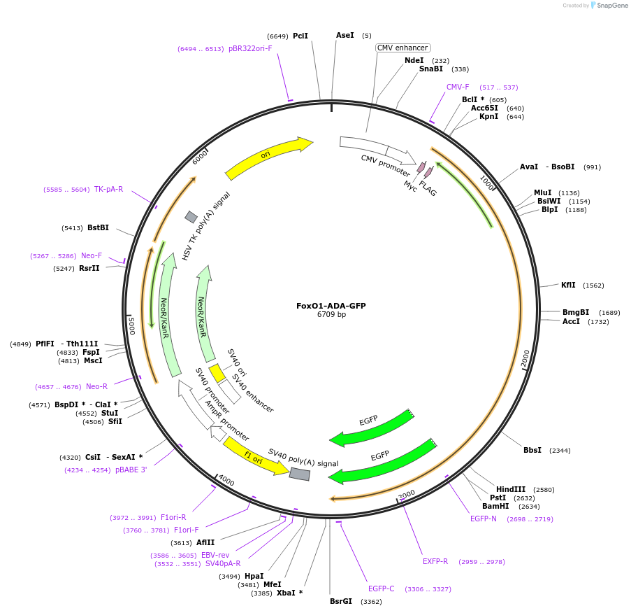 35640-plasmid-map-sequence-id-260832