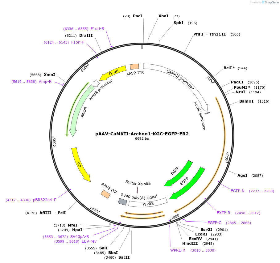 108419-plasmid-map-sequence-id-260833
