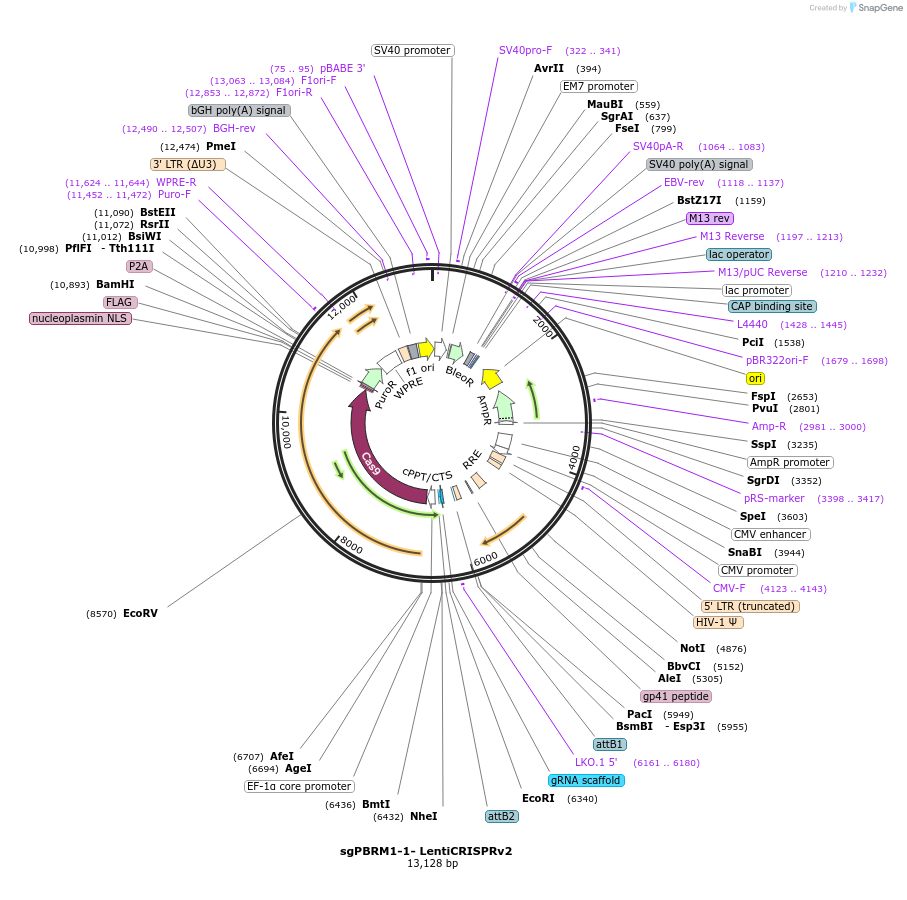 107403-plasmid-map-sequence-id-260836