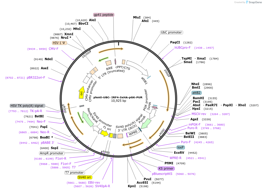 107386-plasmid-map-sequence-id-260838