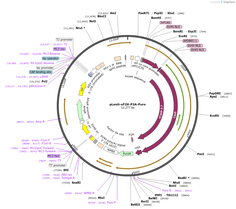 110873-plasmid-map-sequence-id-260843